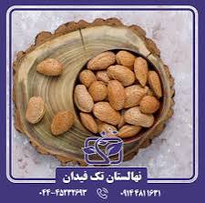 تصویر 2 از بادام سنگی باکیفیت + خرید به صرفه